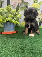Jessey’s male (orange), a female Cavapoo for sale in Jacksonville, TX – 2 of 2