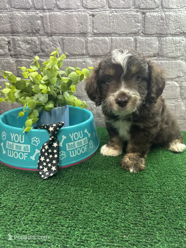 Dawn's male (black) – Miniature Aussiedoodle puppy for sale in Jacksonville, TX