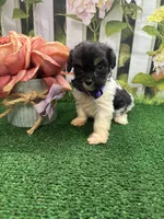 Jessey’s girl (purple), a female Cavapoo for sale in Jacksonville, TX – 2 of 2