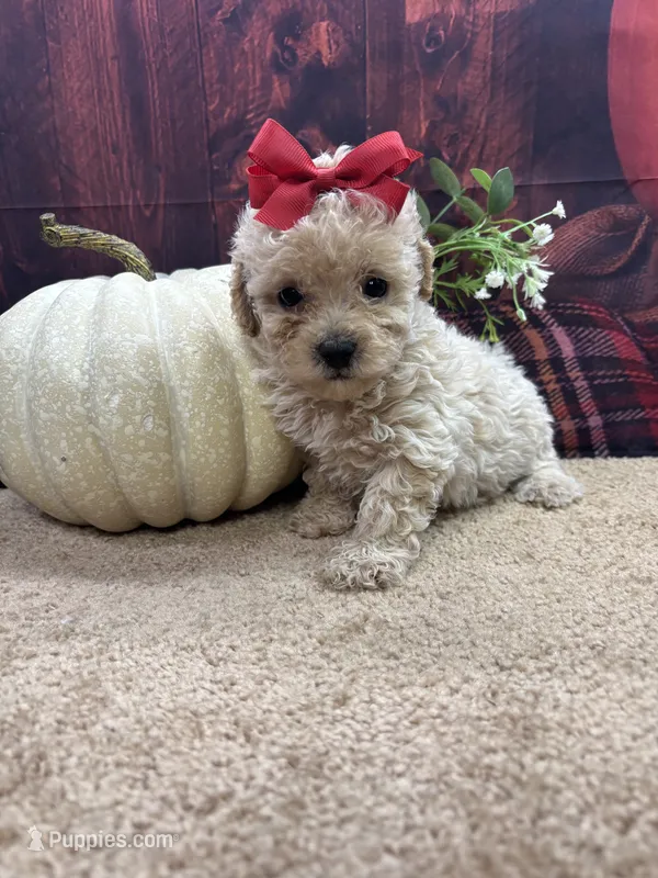 Paisley's girl  – Poodle - Miniature  puppy for sale in Jacksonville, TX
