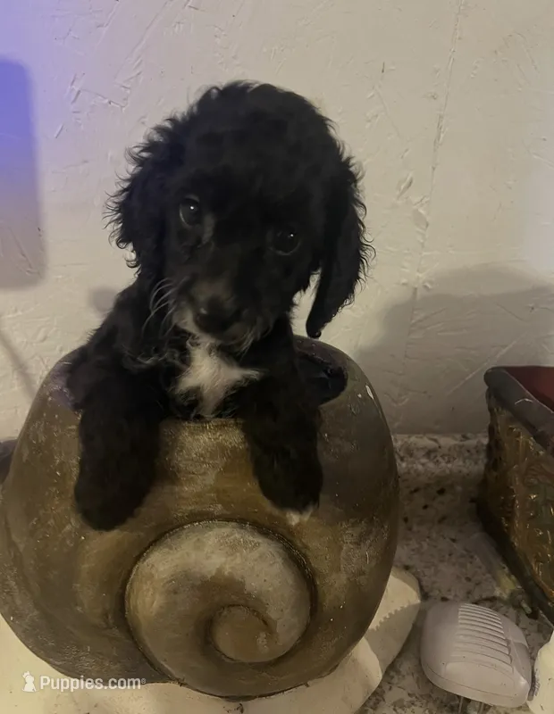 Male  – Cocker Spaniel, Poodle - Miniature  puppy for sale in Greenville, NC