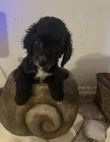 Female, a female Cocker Spaniel and Poodle - Miniature  for sale in Greenville, NC – 1 of 3