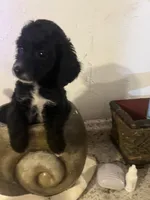 Female, a female Cocker Spaniel and Poodle - Miniature  for sale in Greenville, NC – 3 of 3