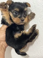 Female, Yorkshire terrier, a female Cocker Spaniel and Poodle - Miniature  for sale in Greenville, NC – 1 of 2