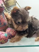 M Yorkii, a male Yorkshire Terrier for sale in Greenville, NC – 5 of 5