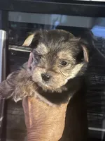 Morki, a female Morkie for sale in Greenville, NC – 2 of 2