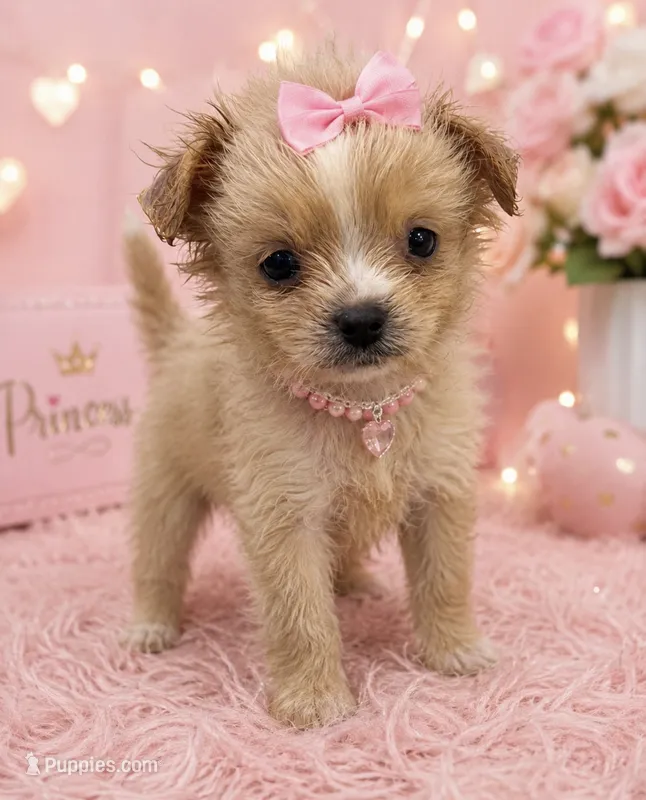 Malty peek  – Maltese, Pekingese puppy for sale in Greenville, NC