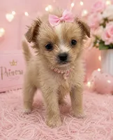 Malty peek , a female Maltese and Pekingese for sale in Greenville, NC – 1 of 3