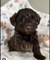 M chocolate, Poodle, a male Poodle - Miniature  for sale in Greenville, NC – 1 of 1