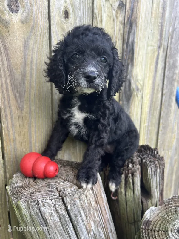 F cockapoo – Cocker Spaniel, Poodle - Miniature  puppy for sale in Greenville, NC