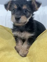 Handsome, a male Yorkshire Terrier for sale in Greenville, NC – 3 of 3