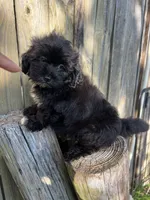 F pekingese, a female Pekingese for sale in Greenville, NC – 3 of 3