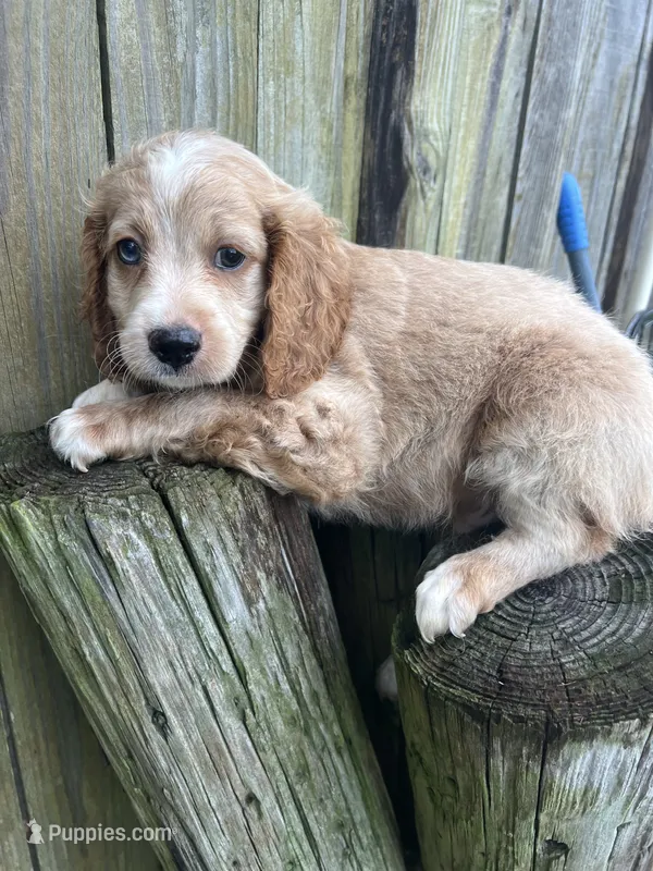 M Cockapoo – Cocker Spaniel, Poodle - Miniature  puppy for sale in Greenville, NC