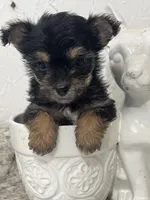 Core, a male Yorkshire Terrier for sale in Greenville, NC – 1 of 3