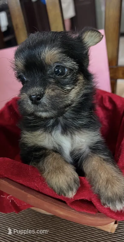 F yorki – Yorkshire Terrier puppy for sale in Greenville, NC