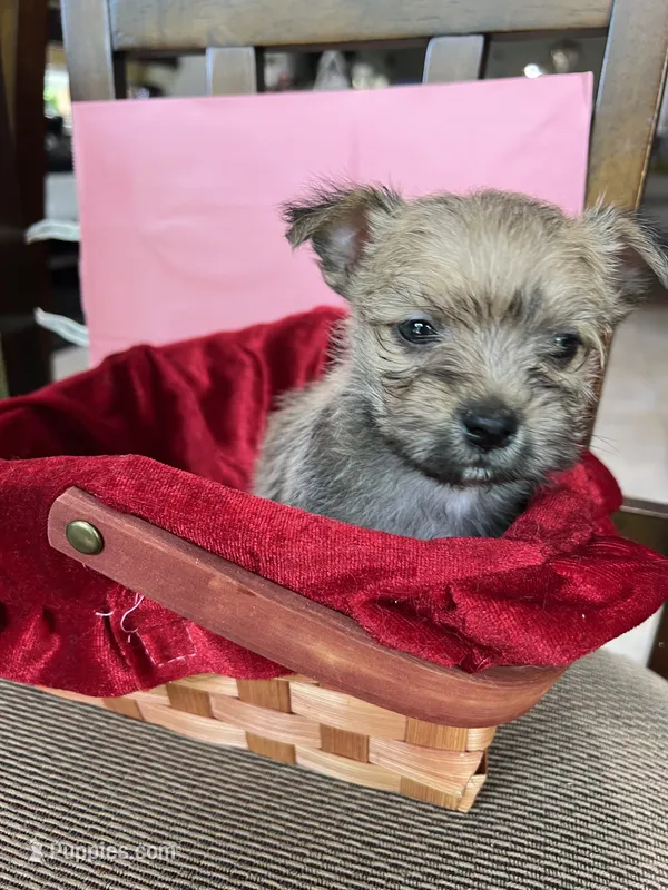 Sweetheart  – Yorkshire Terrier puppy for sale in Greenville, NC