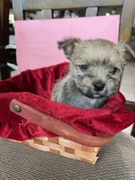 Sweetheart , a female Yorkshire Terrier for sale in Greenville, NC – 1 of 3