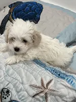 Casper, a male Maltipoo for sale in Greenville, NC – 2 of 3
