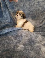 M Shihtzu , a male Shih Tzu for sale in Greenville, NC – 3 of 4