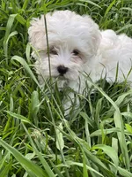 M Maltepoo , a male Maltipoo for sale in Greenville, NC – 2 of 2
