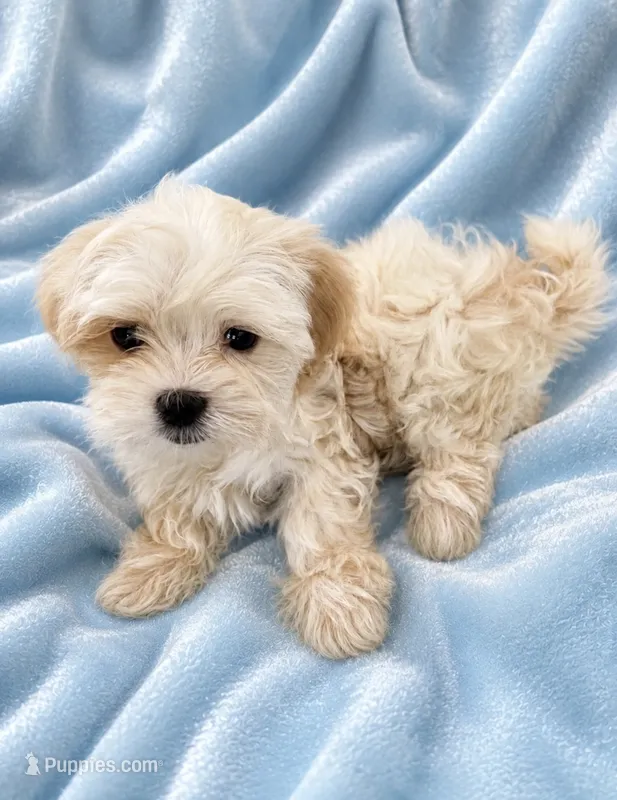 M malshi – Maltese, Shih Tzu puppy for sale in Greenville, NC