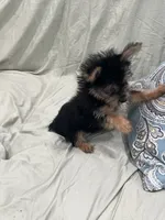 Cutie, a female Yorkshire Terrier for sale in Greenville, NC – 2 of 4