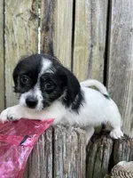 Maltese/Chihuahua, a female Chihuahua and Maltese for sale in Greenville, NC – 2 of 2