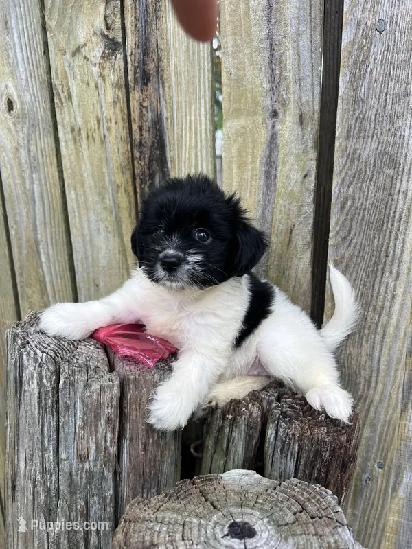 Female Chihuahua/ maltese – Chihuahua, Maltese puppy for sale in Greenville, NC