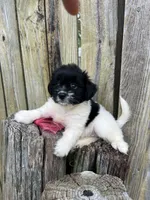 Female Chihuahua/ maltese, a female Chihuahua and Maltese for sale in Greenville, NC – 1 of 2