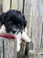 Female Chihuahua/ maltese, a female Chihuahua and Maltese for sale in Greenville, NC – 2 of 2