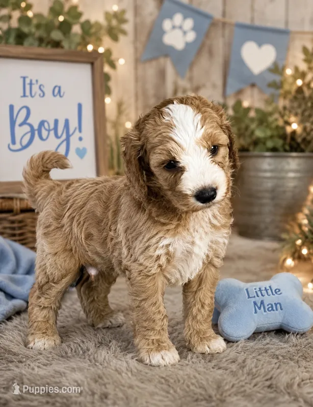 Beauty – Cocker Spaniel, Poodle - Miniature  puppy for sale in Greenville, NC