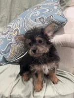 Cutie, a female Yorkshire Terrier for sale in Greenville, NC – 1 of 4