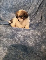M Shihtzu , a male Shih Tzu for sale in Greenville, NC – 2 of 4