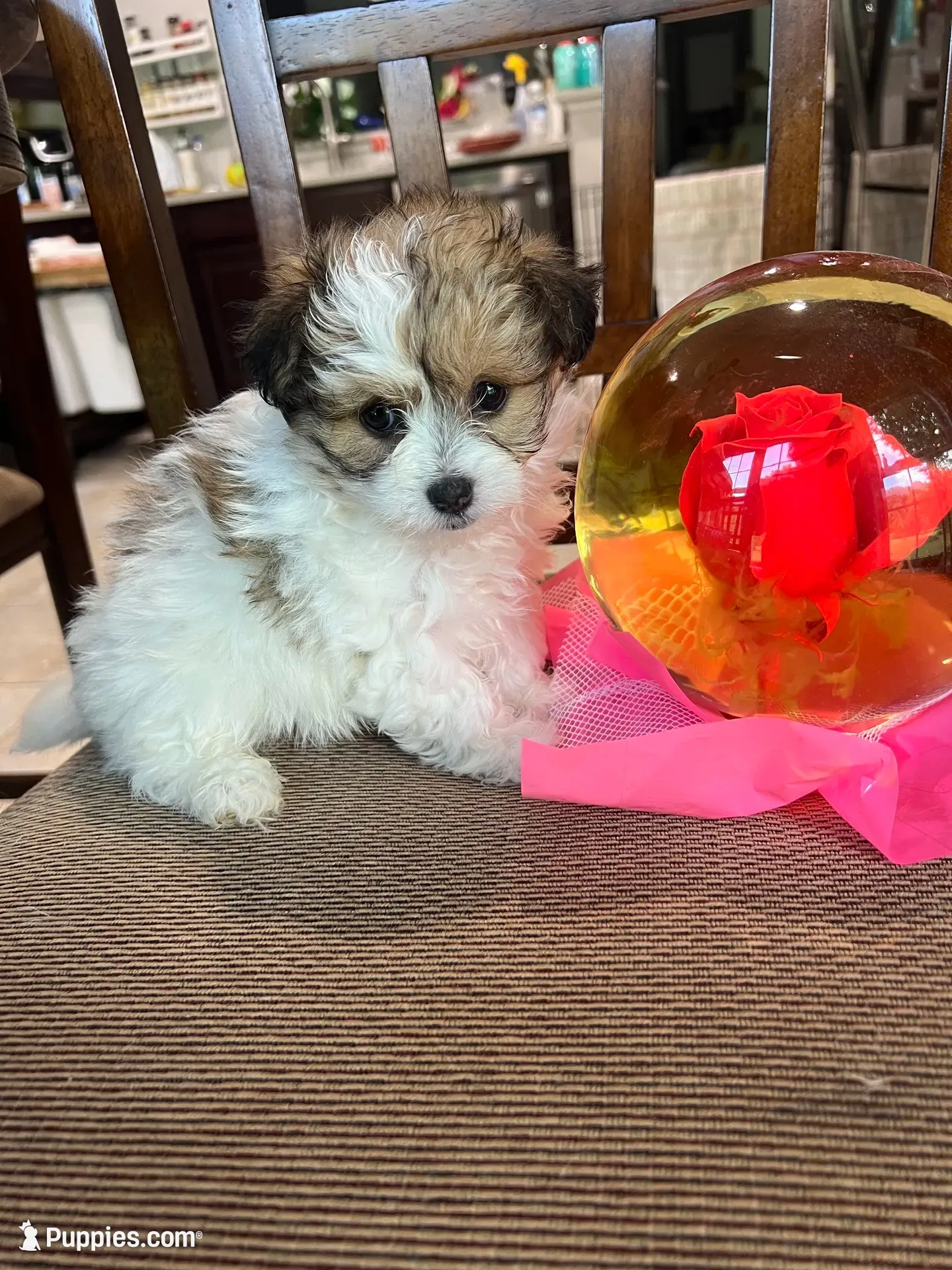 M Pomeranian/Maltese, a male Maltese and Pomeranian for sale in Greenville, NC – 1 of 2