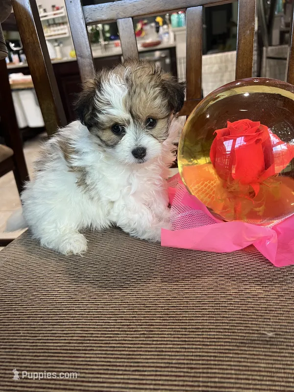 F Pomeranian/Maltese – Maltese, Pomeranian puppy for sale in Greenville, NC