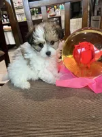 F Pomeranian/Maltese, a female Maltese and Pomeranian for sale in Greenville, NC – 1 of 2