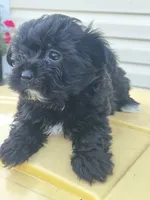 M Malshi , a male Maltese and Shih Tzu for sale in Greenville, NC – 3 of 3