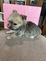 Sweetheart , a female Yorkshire Terrier for sale in Greenville, NC – 3 of 3
