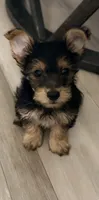 Small M YORKI, a male Yorkshire Terrier for sale in Greenville, NC – 3 of 3