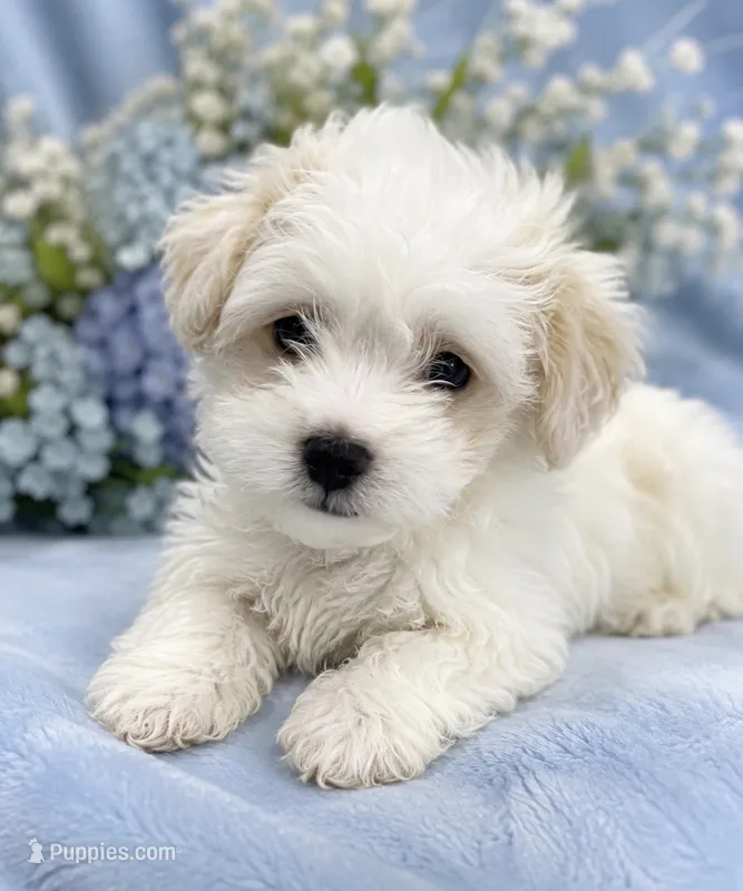 Casper – Maltipoo puppy for sale in Greenville, NC