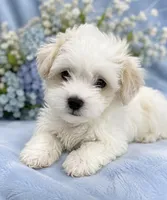 Casper, a male Maltipoo for sale in Greenville, NC – 1 of 3