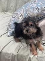 Cutie, a female Yorkshire Terrier for sale in Greenville, NC – 4 of 4