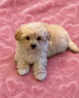 F Pomeranian/Maltese, a female Maltese and Pomeranian for sale in Greenville, NC – 1 of 4