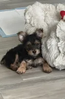 Small M YORKI, a male Yorkshire Terrier for sale in Greenville, NC – 2 of 3