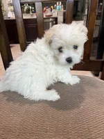 M Maltese/Pomeranian, a male Maltese and Pomeranian for sale in Greenville, NC – 2 of 2