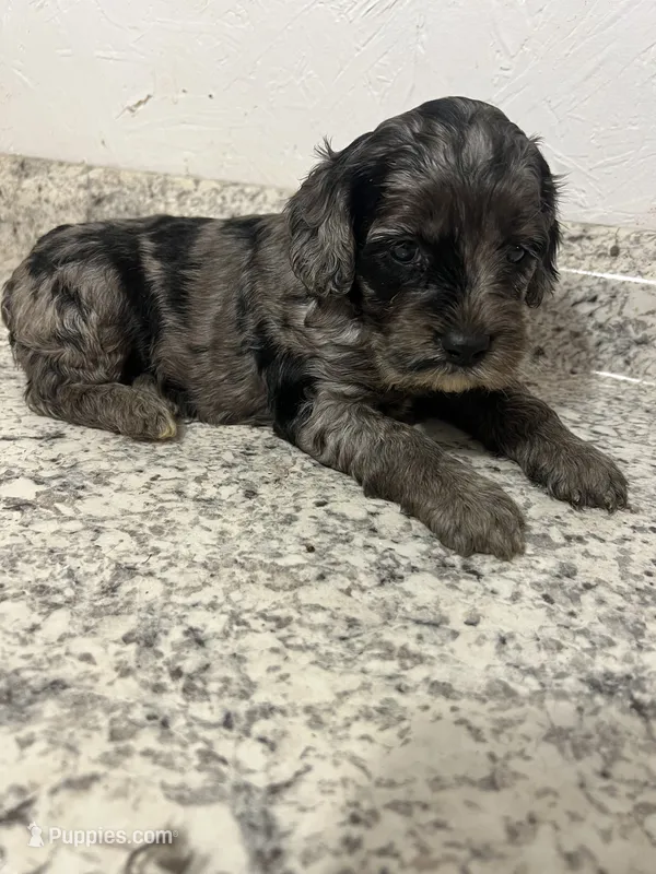 Cockapoo – Cocker Spaniel, Poodle - Miniature  puppy for sale in Greenville, NC