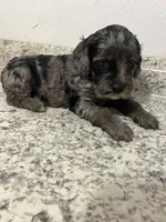 Cockapoo, a female Cocker Spaniel and Poodle - Miniature  for sale in Greenville, NC – 2 of 4