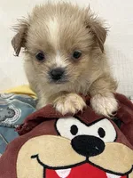 Malty peek , a female Maltese and Pekingese for sale in Greenville, NC – 2 of 3
