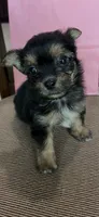 F yorki, a female Yorkshire Terrier for sale in Greenville, NC – 2 of 2