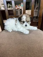 F Pomeranian/Maltese, a female Maltese and Pomeranian for sale in Greenville, NC – 2 of 2